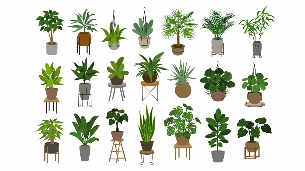 Air-purifying plants